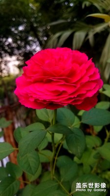 花花草草之 清晨月季