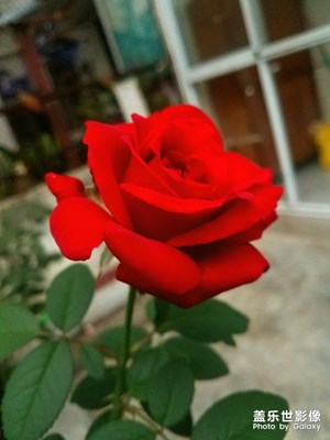 “*”鄰居家月季