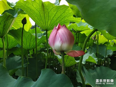 又到荷花盛開時