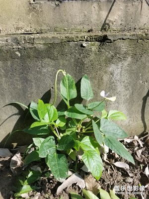 干枯文竹發(fā)嫩芽