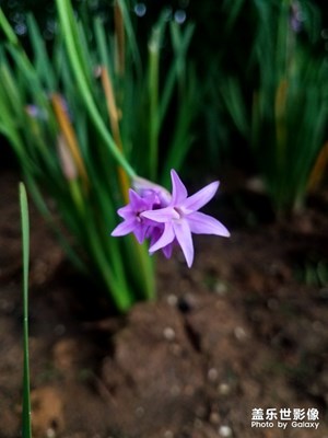 也許我不是最美麗