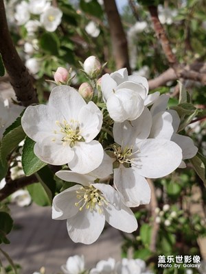 【色彩系列之白色】+生活中的白色