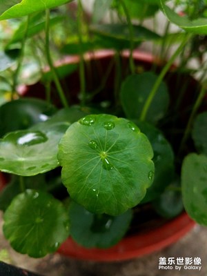 養(yǎng)眼的綠色