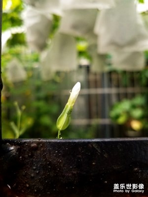 也許我不是最美麗2