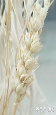 【色彩系列之白色】+白色一叢叢