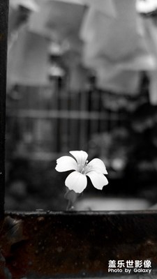 【色彩系列之白色】+純潔的生靈