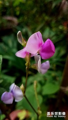 豆角花再發(fā)