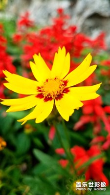 街角的美麗5 金雞菊