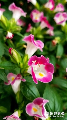 街角的美麗4 蘭豬耳