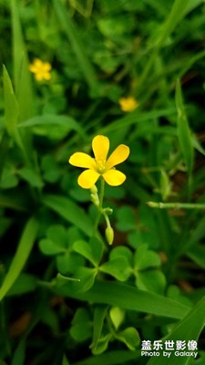 小野花繼續(xù)