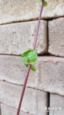 頑強(qiáng)生長