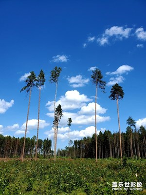 夏日層林逐浪清