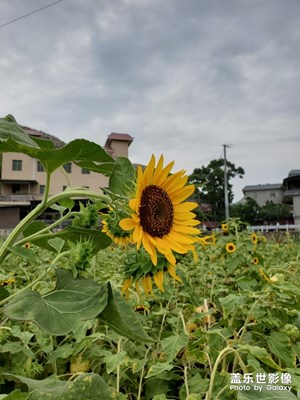 【向往的天空】+紅格的蕓
