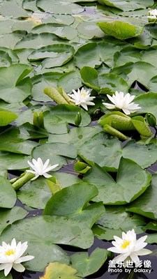 風(fēng)景夏日荷花