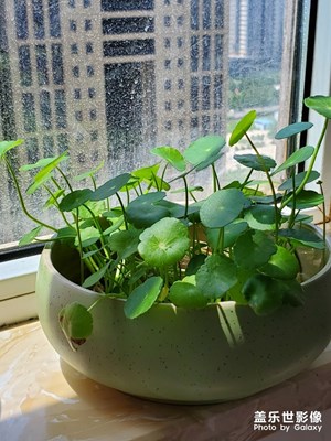 家里養(yǎng)的綠植