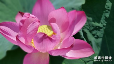 初次試手S10+拍照效果，請(qǐng)點(diǎn)評(píng)。