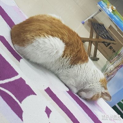 這是什么造型??？