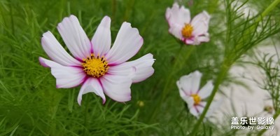 路邊的野花不要采