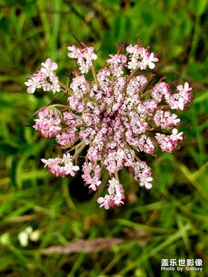 再不綻放，夏天就走了