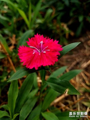 紅色石竹