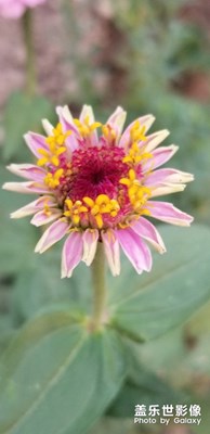 【盛夏光年】+隨拍