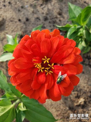 【盛夏光年】+生如夏花