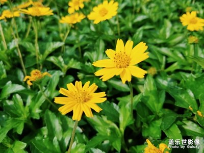 【盛夏】花叢