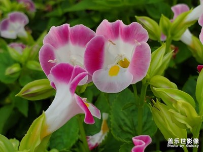 傍晚路邊散步隨拍，漂亮的野花