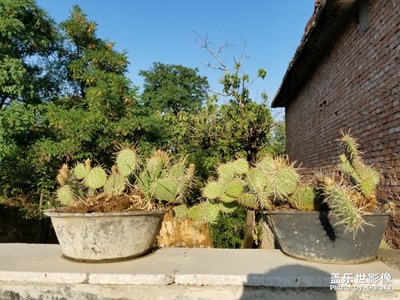 仙人掌夫妻和葡萄兄弟