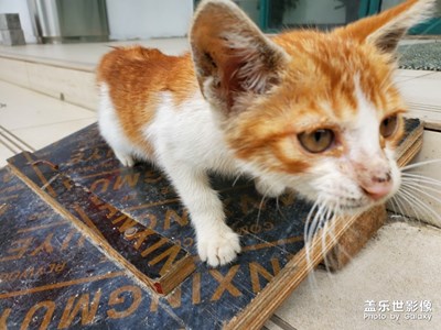 【家有萌寵】+隨手拍萌物