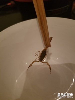 晚上沙發(fā)打游戲這玩意爬身上??