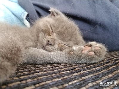 【家有萌寵】我家貓咪兒