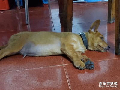 【家有萌寵】+中華田園犬