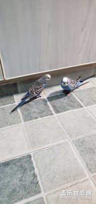 【家有萌寵】+我家鸚鵡