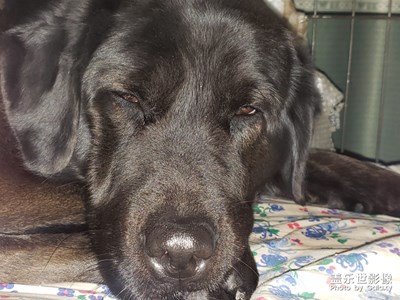 【家有萌寵】＋大黑多