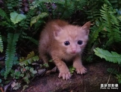 【家有萌寵】+家不養(yǎng)寵