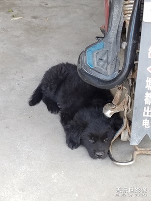 【家有萌寵】+ 小黑狗