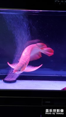 【家有萌寵】+龍魚和泰迪