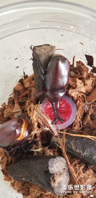 【家有萌寵】+鎧甲武士獨角仙