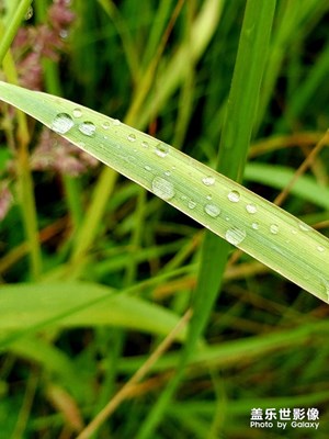 譬如朝露，燦爛若霞