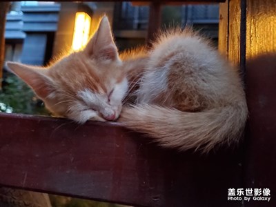 【家有萌寵】+樓下的阿咪