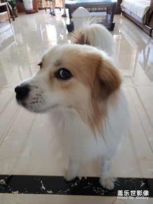 【家有萌寵】+元   寶