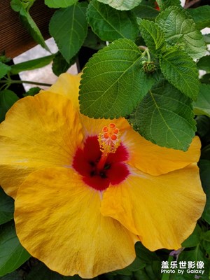 [花開(kāi)盛夏]+那些花兒