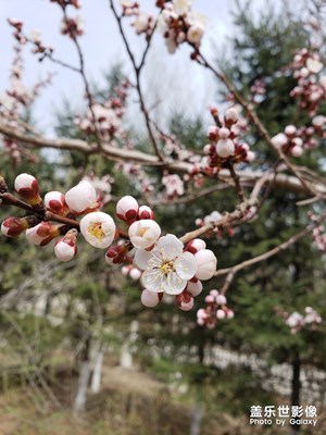 【花開盛夏】+公園隨拍
