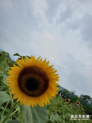 【花開盛夏】+青城花海