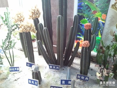 【花開盛夏】+奇花異草