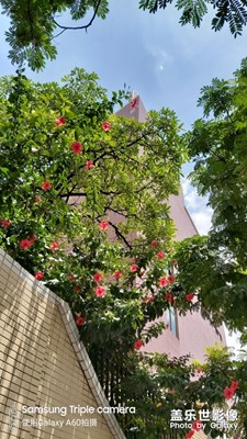 【花開盛夏】廠里的紅杏花開出墻上了