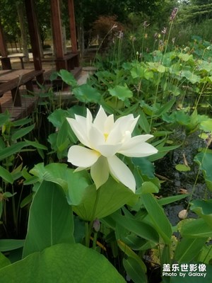 【花開(kāi)盛夏】+荷花