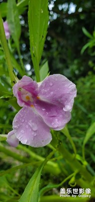 還是家鄉(xiāng)的風(fēng)景怡人