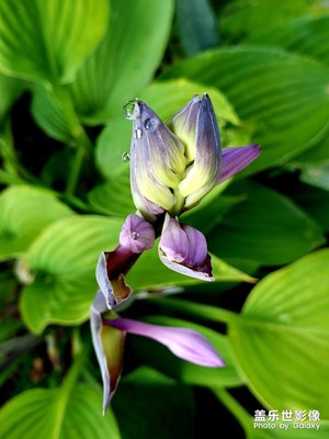 黑云壓城城欲摧，花草滴翠引蝶飛